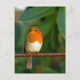 Cartão Postal De Festividades Robin Natal