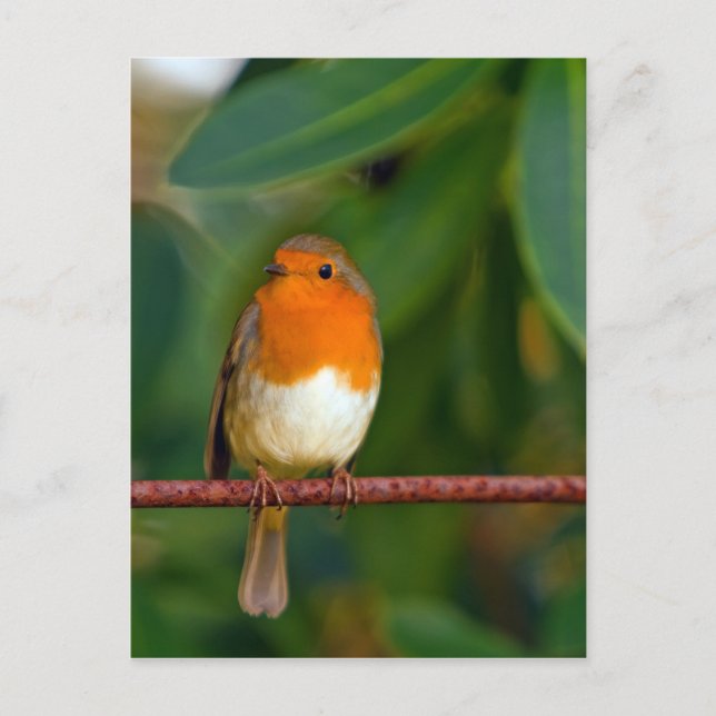 Cartão Postal De Festividades Robin Natal (Frente)