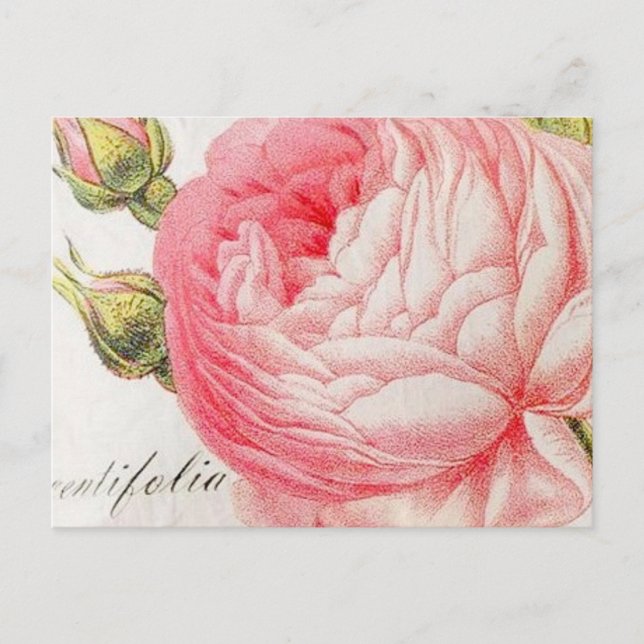 Cartão Postal De Festividades Rosa de namorados retro-romântico (Frente)