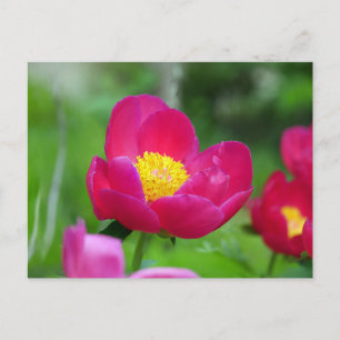 Cartão Postal De Festividades Rosa de rosa quente