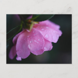 Cartão Postal De Festividades Rosa Rosa Rosa Elegante Fechar com Vista