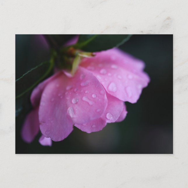 Cartão Postal De Festividades Rosa Rosa Rosa Elegante Fechar com Vista (Frente)