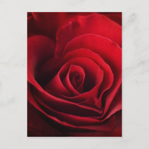 Cartão Postal De Festividades Rosa vermelha namorados