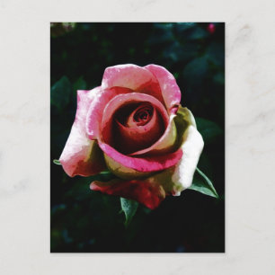 Cartão Postal De Festividades Rosa vermelha pintada com óleo