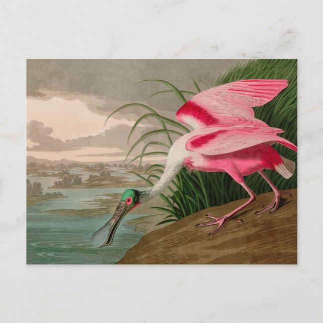 Cartão Postal De Festividades Roseate Spoonbill Birds, Impressão da América Audu (Frente)