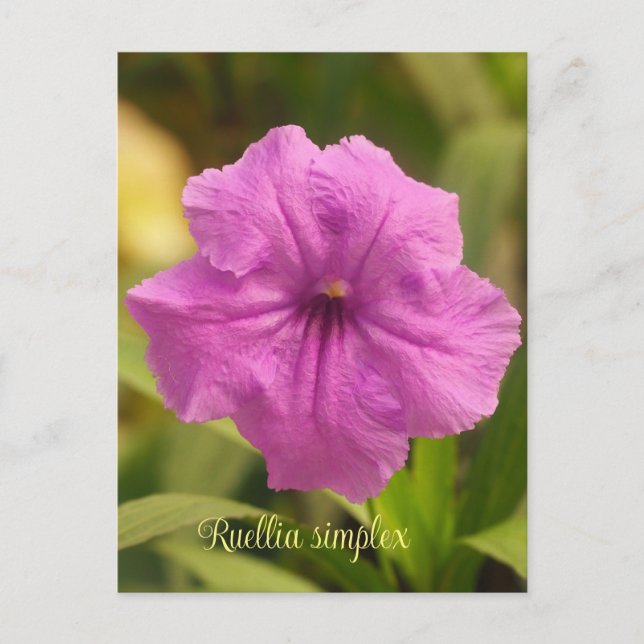 Cartão Postal De Festividades Ruellia simplex (Frente)