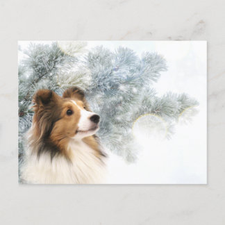 Cartão Postal De Festividades Sable Sheltie Natal