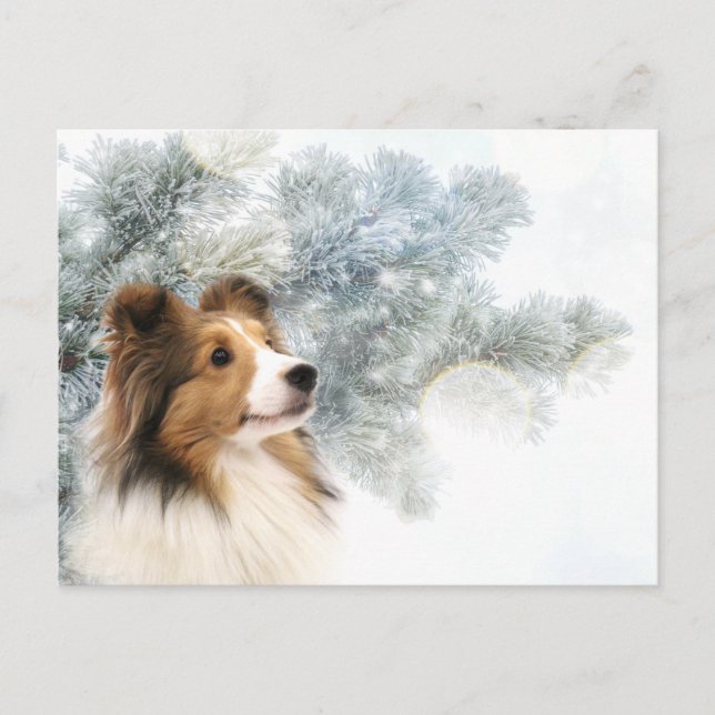 Cartão Postal De Festividades Sable Sheltie Natal (Frente)
