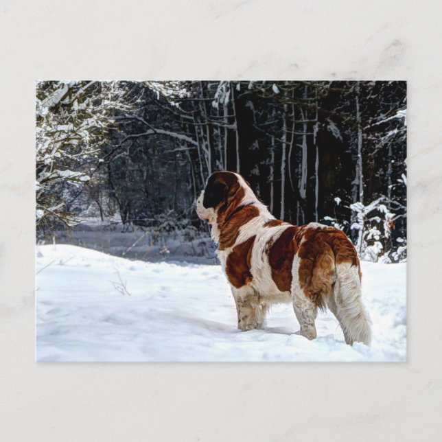 Cartão Postal De Festividades Saint Bernard snow photographic Christmas greeting (Frente)