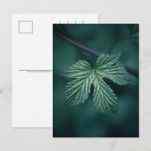 Cartão Postal De Festividades Salto Humulus Leaf Nature Foto