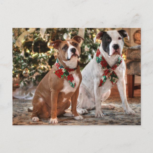 Cartão Postal De Festividades Salvamento bonito Pitbull do Natal e cão de (Frente)