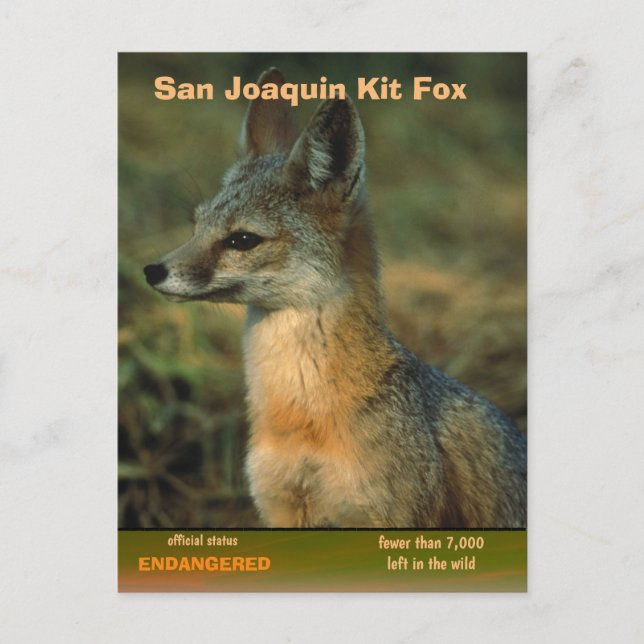 Cartão Postal De Festividades San Joaquin Kit Fox está em perigo - (Frente)