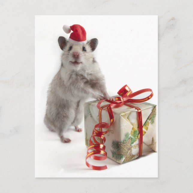 Cartão Postal De Festividades Santa Claus Hamster With Gift (Frente)