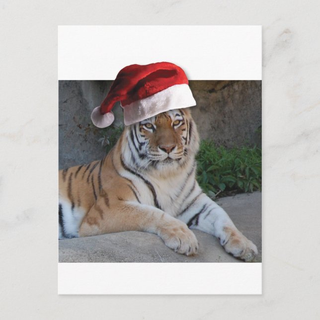 Cartão Postal De Festividades Santa Hat Bengal Tiger (Frente)