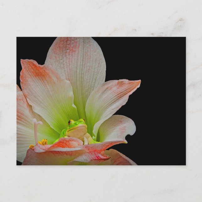 Cartão Postal De Festividades Sapo namorados (Frente)