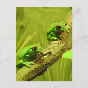 Cartão Postal De Festividades sapos de árvore Vermelho-eyed