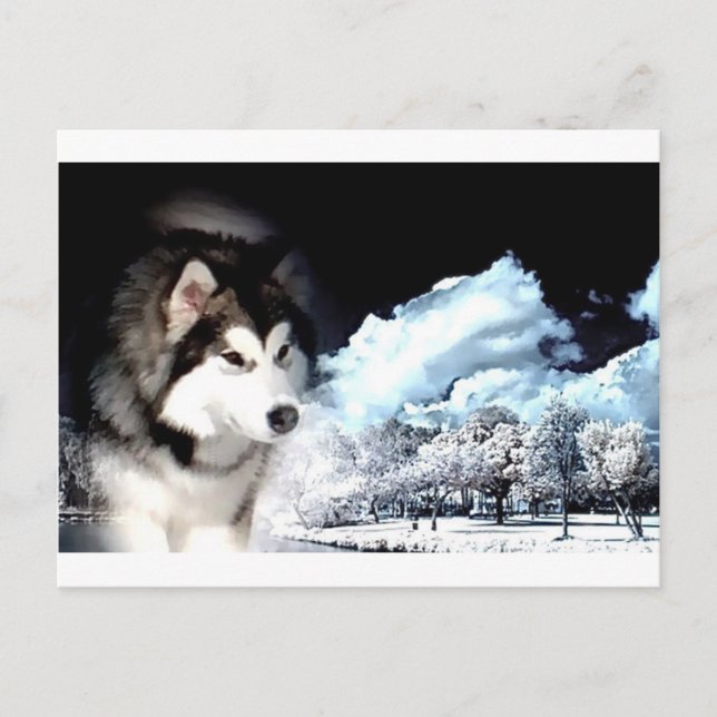 Cartão Postal De Festividades Saudação de Natal do Alaskan Malamute (Frente)