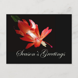 Cartão Postal De Festividades Saudações da temporada Red Christmas Cactus