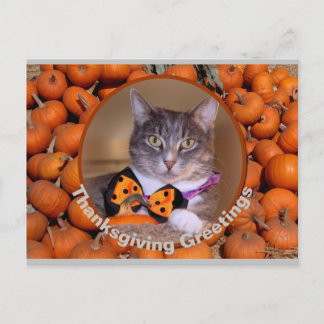 Cartão Postal De Festividades Saudações de Ação de Graças com Cat