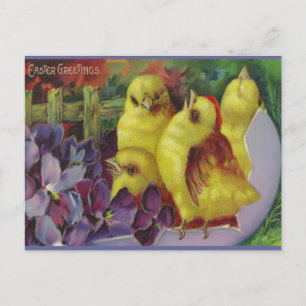 Cartão Postal De Festividades Saudações do Pintinho páscoa