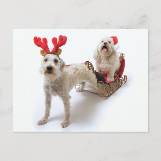 Cartão Postal De Festividades schnoodle branco em pé com natal vermelho (Frente)