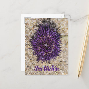 Cartão Postal De Festividades Sea Urchin Ocean Beach Holiday Summer Souvenir