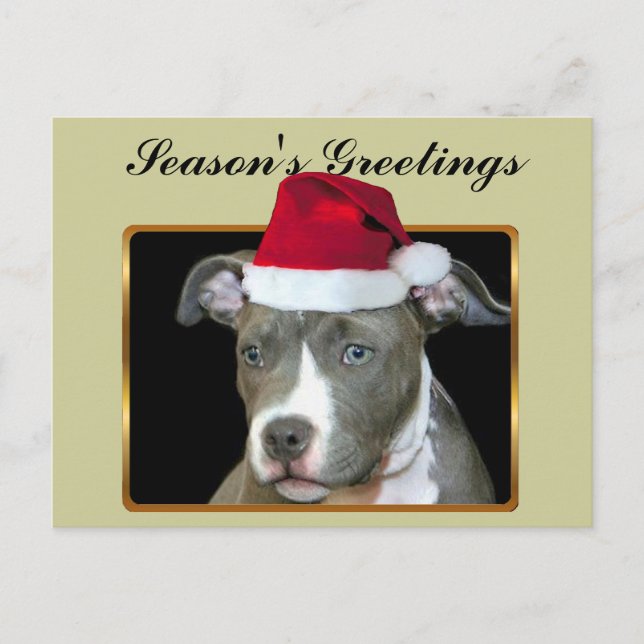 Cartão Postal De Festividades Season's Greetings blue pitbull puppy postcard (Frente)