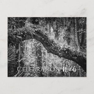 Cartão Postal De Festividades Selvagens de Celebração