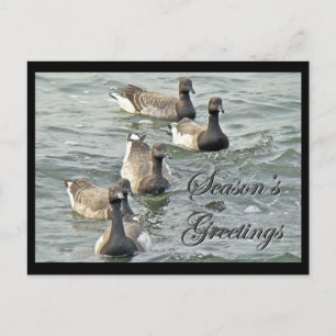 Cartão Postal De Festividades Série de Saudações da Estação de Brant Geese do At