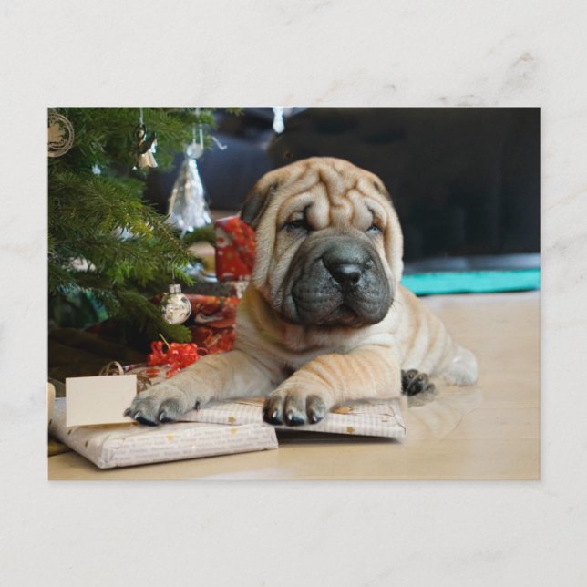 Cartão Postal De Festividades Shar Pei Natal (Frente)