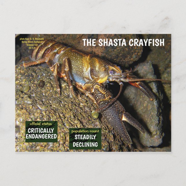 Cartão Postal De Festividades Shasta Crayfish está ameaçado - 3 - (Frente)