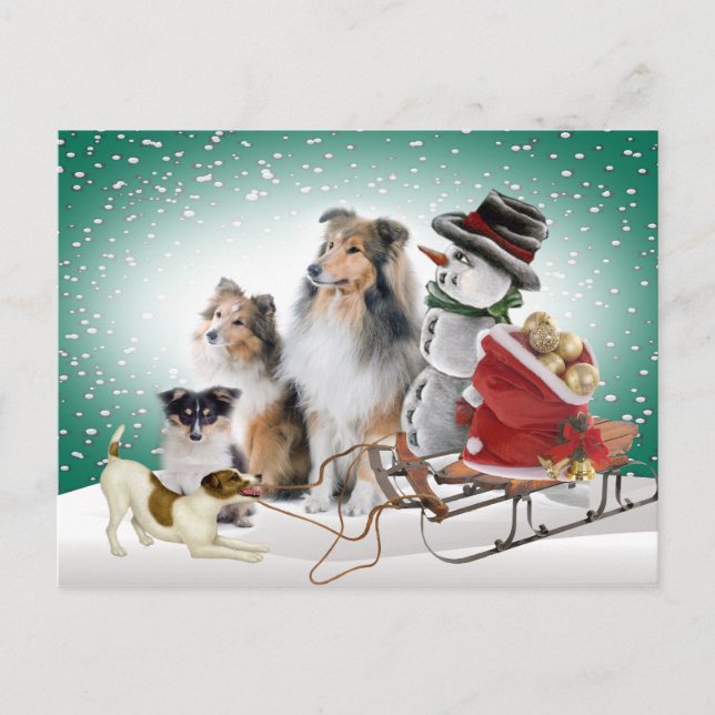 Cartão Postal De Festividades Sheltie, Jack Russell e Snowman Xmas Cards (Frente)