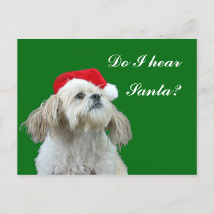 Cartão Postal De Festividades Shih Tzu listens for Santa