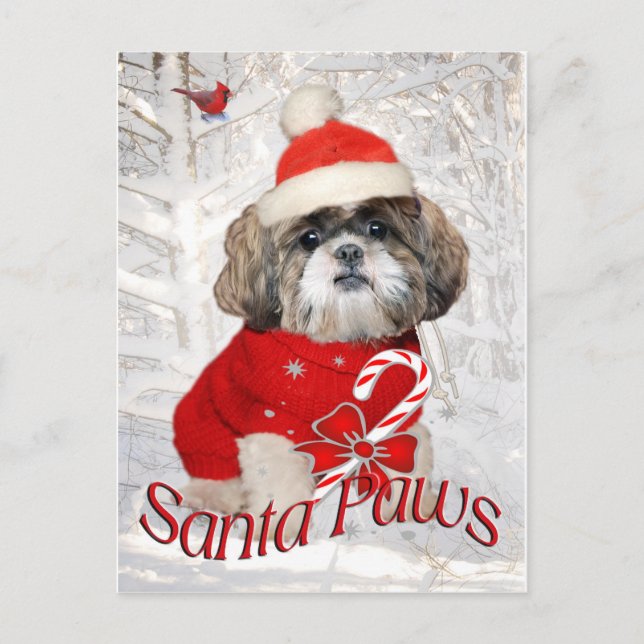 Cartão Postal De Festividades Shih Tzu Papais noeis Presentes de patas (Frente)