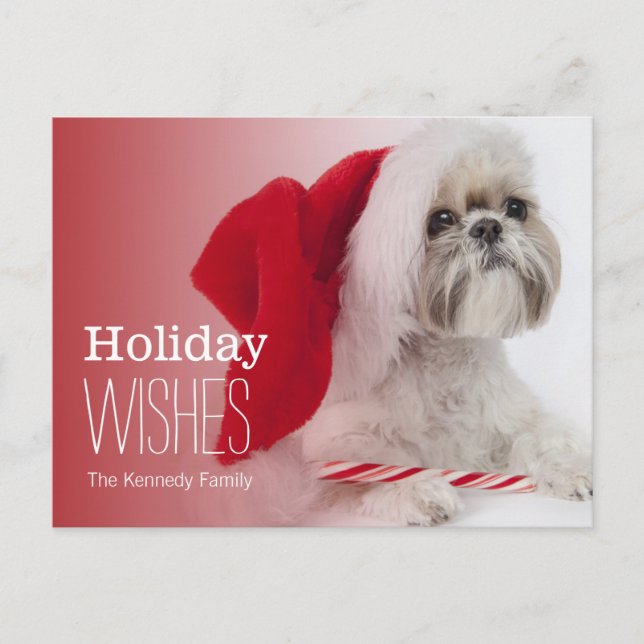 Cartão Postal De Festividades Shih Tzu vestindo um chapéu de Papai Noel (Frente)