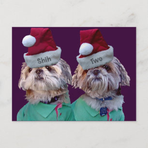 Cartão Postal De Festividades Shih Tzues Shih Dois Cartão de Saudação de Natal