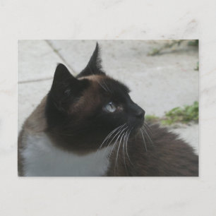 Cartão Postal De Festividades Siamese Cat Close DY Cartão-Postal