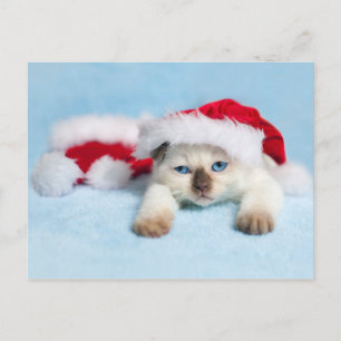 Cartão Postal De Festividades Siamese Kitten: Gatinho de Natal