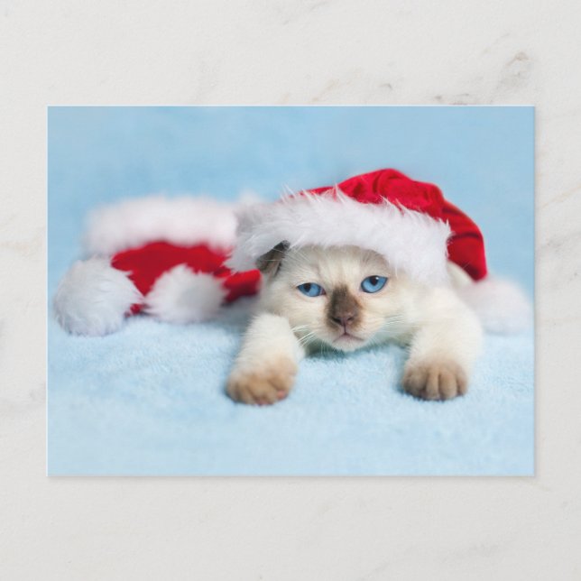 Cartão Postal De Festividades Siamese Kitten: Gatinho de Natal (Frente)