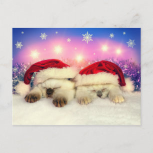 Cartão Postal De Festividades Siamese Kitten: Papais noeis Twinsies