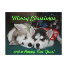 Siberian Husky Puppy Post Card