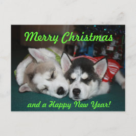 Cartão Postal De Festividades Siberian Husky Puppy Post Card