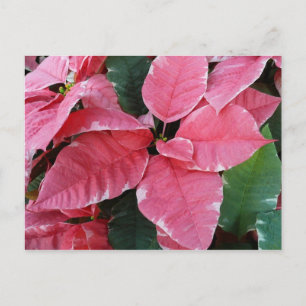 Cartão Postal De Festividades Silver Star Marble Poinsettias Feriado Rosa Floral