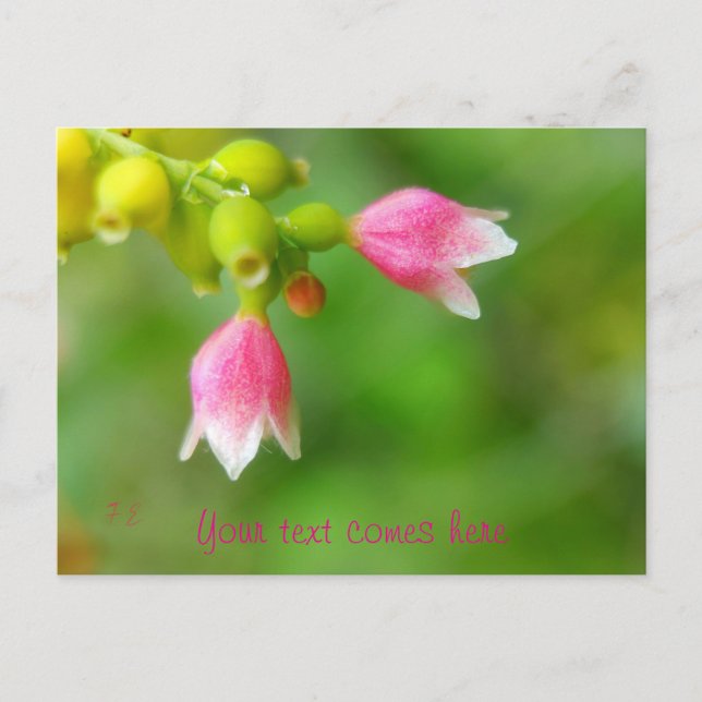 Cartão Postal De Festividades sinos rosa (Frente)