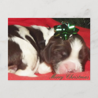 Cartão Postal De Festividades Sleeping English Springer Spaniel Christmas Puppy