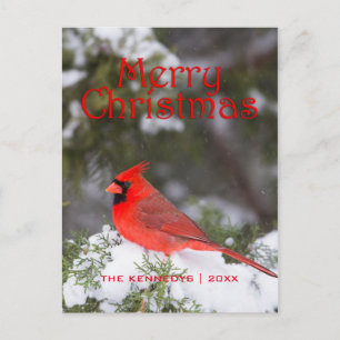 Cartão Postal De Festividades Snowy Red Cardinal and Juniper Tree