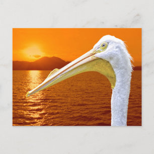 Cartão Postal De Festividades Sol branco-americano Pelicano em Corfu