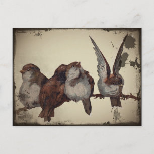 Cartão Postal De Festividades Sparrows de Natal