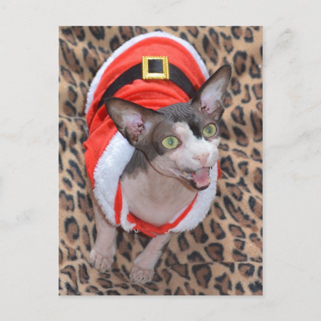 Cartão Postal De Festividades Sphynx Cat Ninja Santa Christmas (Frente)