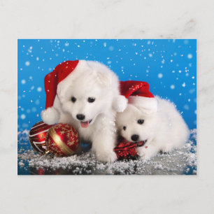 Cartão Postal De Festividades Spitz branco de Pomeranian dos filhotes de
